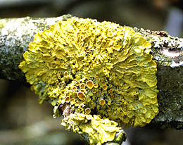 Sieninė geltonkerpė (Xanthoria parietina)