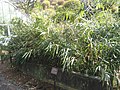 1912年にこの地で発見されたヨコハマダケ。ササの一種である。写真は横浜市こども植物園で栽培されているもの。
