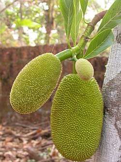 Intianleipäpuun (Artocarpus heterophyllus) hedelmiä eli jakkihedelmiä.