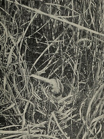 image of Bearded Titmouse cleaning out Nest