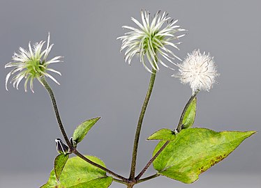 Fruits ripening