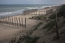 Fotografie d' épis et pi d' casiers à sabe, résérve du Platier d'Oye