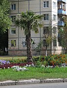 Пальма на площади Валерия Марченко