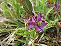 ヒメハギ （ヒメハギ科） Polygala japonica