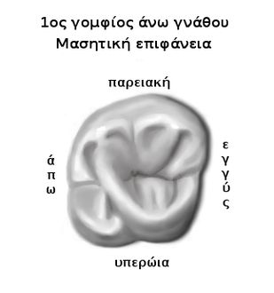 Μασητική επιφάνεια πρώτου άνω γομφίου.