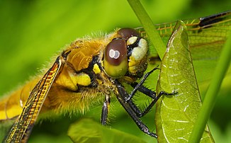Une libellule à quatre taches. (définition réelle 4 340 × 2 687)