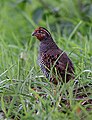 4576-quail.jpg