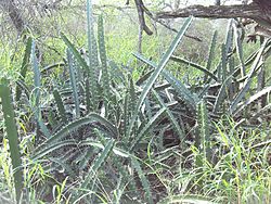 Acanthocereus tetragonus