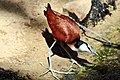 Afrikai levéljáró (Actophilornis africana)