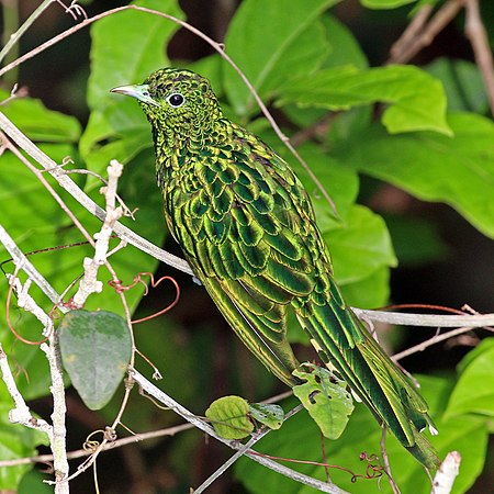 雄性黄腹金鹃（Chrysococcyx cupreus），摄于加纳卡庫姆國家公園。加纳于1957年3月6日从英国独立。