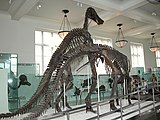 Скелет Anatotitan (птицетазовый динозавр)
