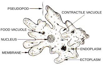 Anatomy of an Amoeba. Amoeba (PSF).svg