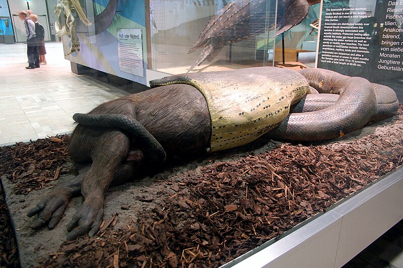 The Green Anaconda Natural History Of The World S Largest Snake
