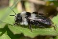 Andrena cineraria