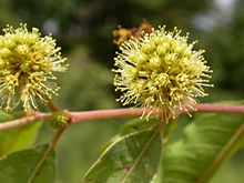 Anogeissus leiocarpa MS 4185.JPG