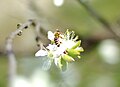 European honey bee on Apple blossom