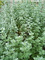 Pelin Artemisia absinthium L.