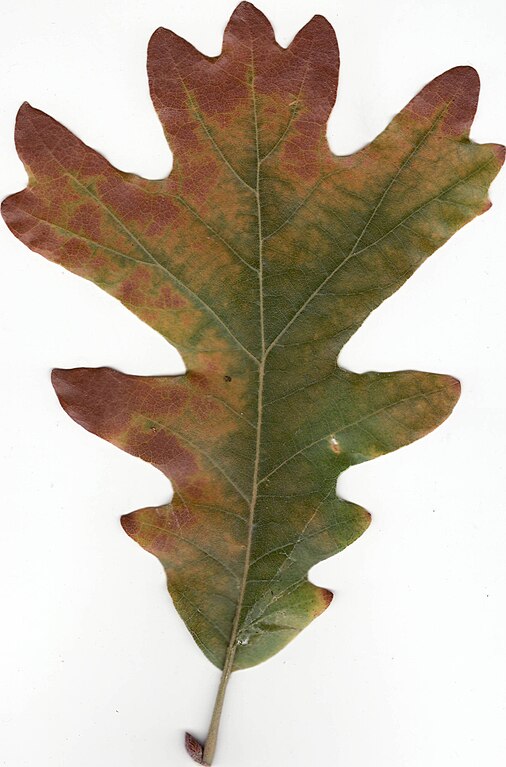 Brown Oak Leaf
