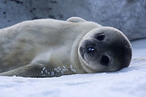 Baby Weddell Seal in Adélie Land, Antarctica