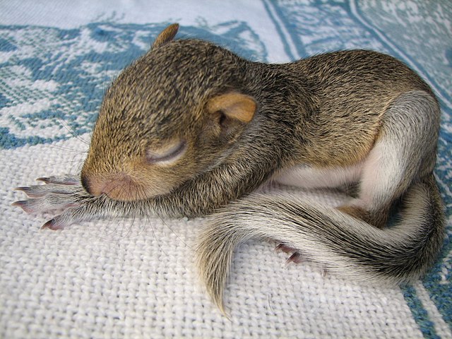 Found A Baby Squirrel? Online Assessment Tool  Wildlife Rehabber