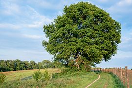 Freistehender alter Baum im NSG
