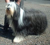 Bearded Collie 600.jpg