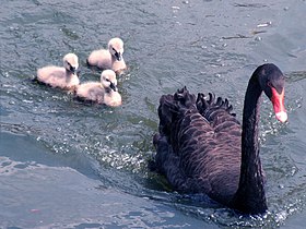 Cisne negro e filhotes