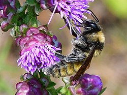 Bombus pensylvanicus, hane på sträv rosenstav.