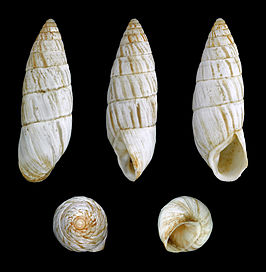 Brephulopsis cylindrica