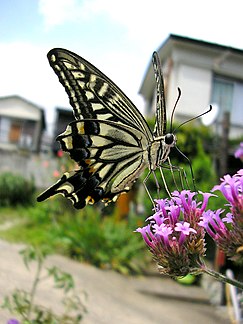 Butterfly macro shot.jpg