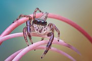 Pas un insecte. Un regard fascinant, non ? On peut s'interroger sur le choix de l'arrière-plan, ainsi que la nature de la plante sur laquelle évolue cet être gracile et certes non pas monstrueux.