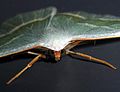 Close-up of Campaea margaritata head and forelegs