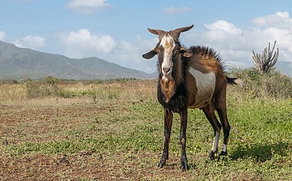 Macho da espécie Capra aegagrus hircus, Ilha de Margarita, Venezuela. (definição 4 133 × 2 573)