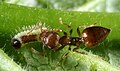 Larva attended by ant