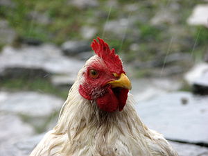 Close up picture of chicken taken in the Annap...
