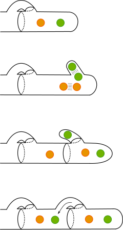 Clamp connection formation between two nuclei (one in green, the other orange) Clamp connections fungi.svg