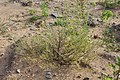 Izoplapu kamieļzāle (Corispermum hyssopifolium)