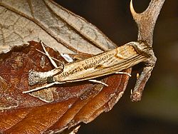 Crambidae - Agriphila geniculea.JPG