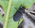 Ténébriondes non identifié (coléoptère)