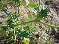 Miniatura para Datura ferox