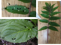 Top and Right: Staghorn Sumac, Rhus typhina (Compound Leaf)Bottom: Skunk Cabbage, Symplocarpus foetidus (Simple Leaf)1.Apex 2.Primary Vein 3.Secondary Vein 4.Lamina 5.Leaf Margin 6.Petiole