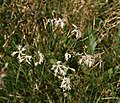 Pracht-Nelke (Dianthus superbus)