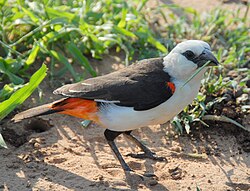 Valgepea-kangurlind Serengeti rahvuspargis Tansaanias