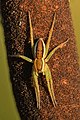 La araña balsa (Dolomedes fimbriatus) es una araña semiacuática de la familia Pisauridae que se encuentra en el noroeste y centro de Europa. Se suele encontrar en pantanos y bosques cerca de las orillas de ríos y corrientes marinas. Por Ivar Leidus.