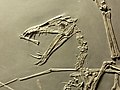 The pterosaur Dorygnathus banthensis.