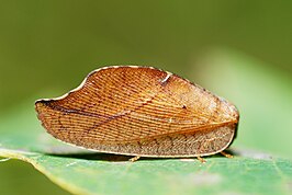 Drepanepteryx phalaenoides