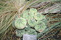 Echinopsis subdenudata Větší trs ve volné kultuře.