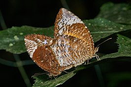 Elymnias caudata