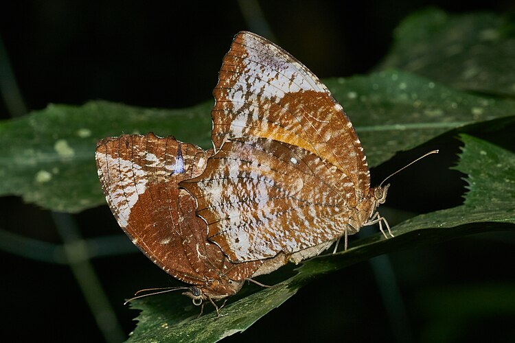 Спаривающиеся бабочки Elymnias caudata