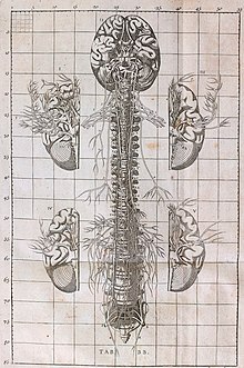 Planche anatomique du système nerveux du XVIIIe siècle.
